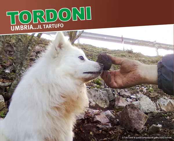 kikom studio grafico foligno perugia umbria il tartufo tordoni roberto